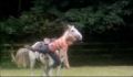 dr dolittle 3-avi_1000_021.jpg